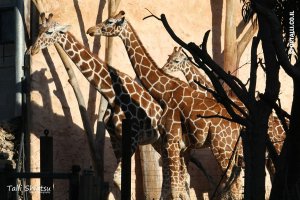 מרוץ הספארי